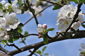 bocciolo di mela, fiori, albero di mele, natura, Mela, fiori di melo, ramo, albero da frutta, rosa, infiorescenza, fioritura
