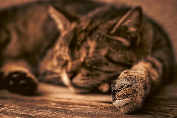 killing, kæledyr, natur, kat, indenlandske kat, nuttet, slap af, søvn, dyr, pattedyr, hvile