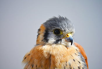 fugl, nebb, fjær, fjærdrakt, avian, ornitologi, natur
