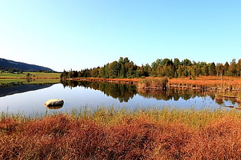 pond, bog, marsh, reflection, grass, trees, landscape, nature, water, swamp
