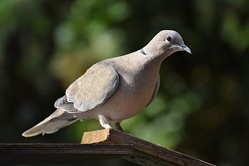 krůtí holub, Collared Pigeon, pták, holubice, zvíře, Příroda, fauna, Setkání