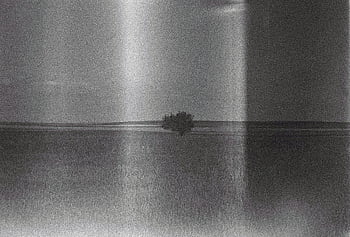 tree in field, solitary tree, vast field, black and white, film photography, landscape photography, minimalist photography, open field, nature scene, monochrome image, rural scene