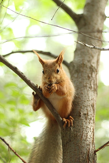 ekorn, gnager, foraging, spiser, dyreliv, skog, villmark, natur, dyr, dyr verden, verifiserbare kattunge
