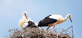 鳥、 こうのとり、 ネスト、 鳥の巣、 コウノトリ、 自然、 ガラガラコウノトリ、 動物たち