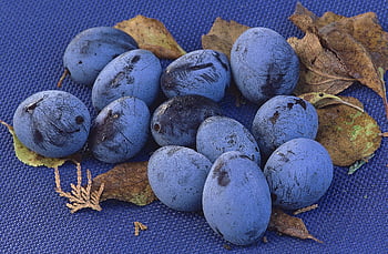 plum, fruit, stone Fruit, fruit Growing, prunus Domestica, squish, healthy, orchard, self-made, fresh, food