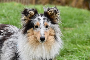 dog, female Dog, dog Portrait, shetland Sheepdog, dog Pure Breed, princess Bitch Blue, dog Blue Eyes, muzzle End, mammal, canine, doggie