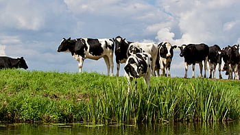 Holstein cows, grazing, water body, sunny day, clear sky, black and white cows, herd, grassy field, rural scene, farm animals, livestock