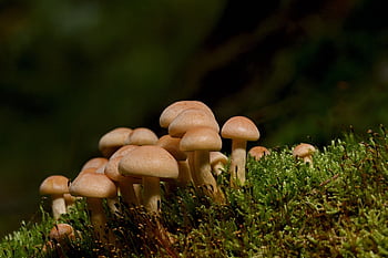 mushrooms, small Mushrooms, moss, fungal Science, forest, nature, close Up