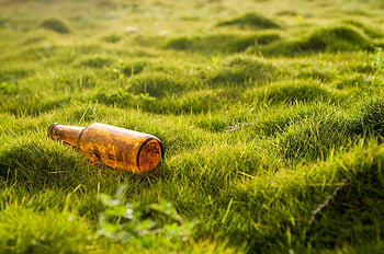 bottle, pollution, garbage, grass, lawn, nature, environmental Protection, beer Bottle