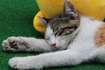 cat, stray Cat, gilnyangyi, animal, pet, kitten, cute, baby Cats, nature, pets, meow