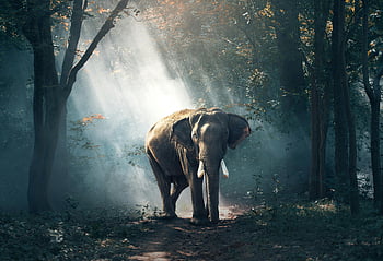 elephant, forest, sunlit, trees, mist, wildlife, nature, outdoor, majestic, scenery, environment