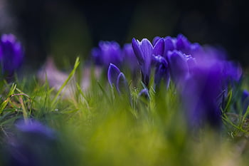 flower, petal, plant, floral, crocus, flower Wallpaper, spring Flower, beginning Of Spring, flower Background, violet, beautiful Flowers