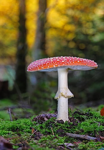 mushroom, nature, fly Agaric, toadstool, toxic, red, spotted, forest