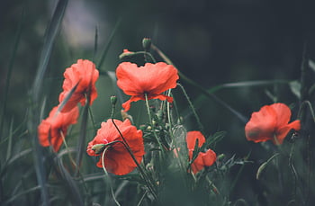 poppies, poppy Field, red Flowers, grass, meadow, nature, mohn, wald, field, flower, macro