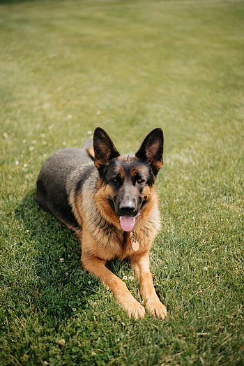 German Shepherd, lying on grass, sunny garden, lawn, playful dog, outdoor pet, green grass, dog collar, pet photography, animal portrait, canine companion