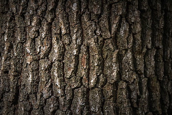 Borke, Holz, Textur, Muster, Struktur, Baum, Rinde Textur, Natur, Oberfläche, Baumstamm