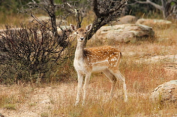 deer, fallow Deer, rocks, fall, autumn, outdoors, wildlife, nature, brush, photography