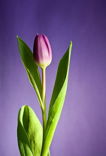 růžový Tulipán, detailní fotografie, Tulipán květ, fialové pozadí, květinové fotografie, jarní květiny, růžový květ, Tulipán detail, Tulip Bloom, zelené listy