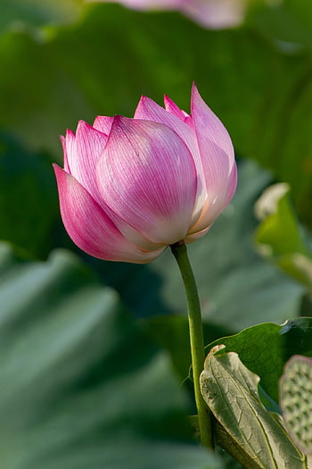 loto, sfondo di fiori, fiore, pianta, petali, Ninfea, carta da parati floreale, fioritura, fiorire, pianta acquatica, flora