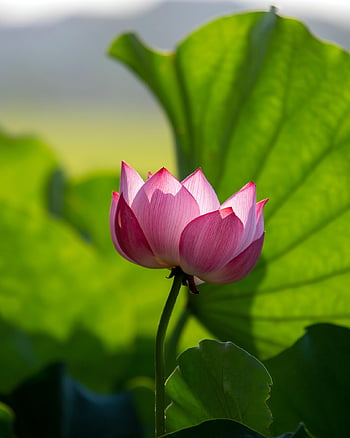 lotus, květ, růžový květ, květinové pozadí, lotosové listy, krásné květiny, lotosový květ, okvětní lístky, růžové okvětní lístky, flóra, květinové tapety