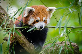 red panda, tree branch, close-up, greenery, wildlife, nature, animal, forest, bamboo, cute, endangered species