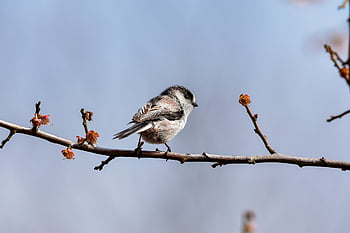 animal, forest, wood, plum Tree, bird, nature, wild Bird, energy Guide, fluffy, natural, landscape