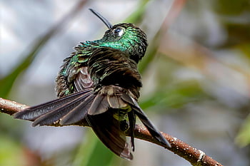 Kuba, zöldfarkú smaragd, kolibri, madár, madárinfluenza, madártan, természet, madárles, állat, vadvilág, matanza