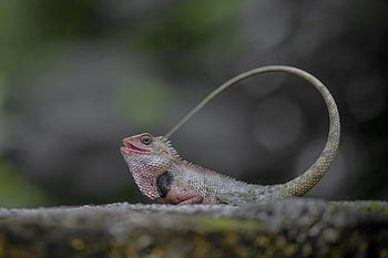 カメレオン、 トカゲ、 爬虫類、 インドのカメレオン、 動物、 自然、 カメレオンサイド写真