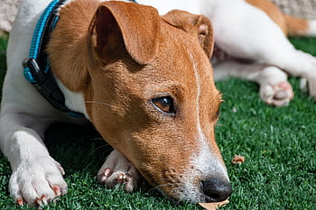 jack russell terrier, κουτάβι, σκύλος, κατοικίδιο ζώο, κυνικός, ζώο, ράτσα, θηλαστικό ζώο, λυπημένο σκυλί, τερριέ, μάτια