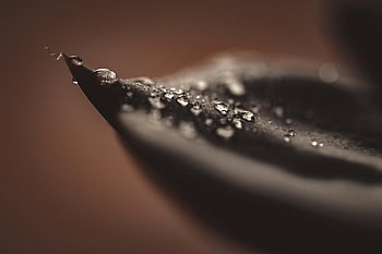water dew, black surface, close-up macro, water droplets, leaf texture, blurred background, nature photography, dew drops, macro photography, leaf detail, black leaf