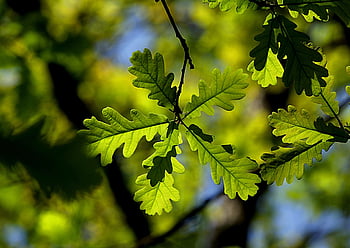 tree, oak, leaves, nature, sheet, the Woods, leaflet, branch, green, trees, plant