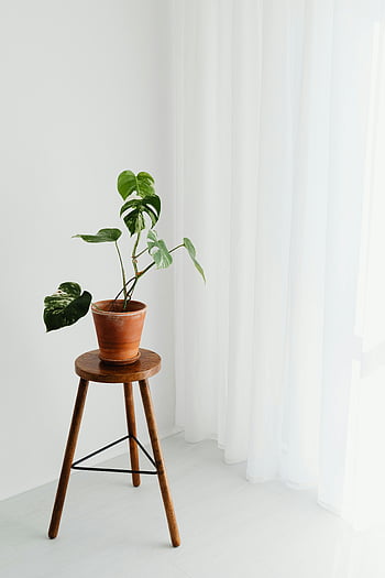 minimalistyczny wystrój, roślina doniczkowa, drewniany stołek, białe tło, roślina monstera, Minimalistyczne zdjęcie, biała zasłona, roślina wewnętrzna, wystrój domu, prosta konstrukcja, elementy naturalne