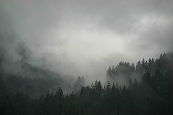 forest, desktop Backgrounds, windows Wallpaper, nature, laptop Wallpaper, full Hd Wallpaper, Wallpaper, mountains, fog, landscape, free Wallpaper