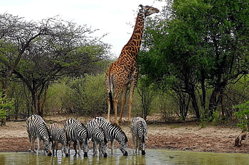 zebras, giraffe, africa, nature, landscape, water Hole, botswana, safari, animal, wild, savannah