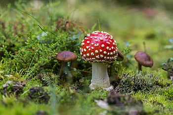 Fly Agaric Mushroom, vibrant red, lush green moss, forest, close-up, mushrooms, nature, outdoors, wildlife, flora, mycology