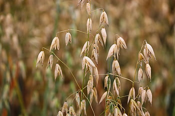 oves, špice, zrna, avena, obilí, zemědělství, pole, Příroda, obilné pole, jídlo, žlutá