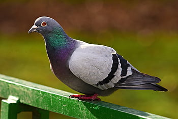 rock Dove, pigeon, bird, animal, urban Fauna, beak, feather, plumage, wing, gray, nature