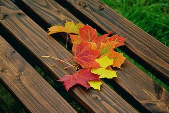 foglia di acero, panca di legno marrone, foglie d'autunno, colori vibranti, foglie sparse, colori della natura, stagione autunnale, scena all'aperto, superficie di legno, bellezza stagionale, foglie d'acero