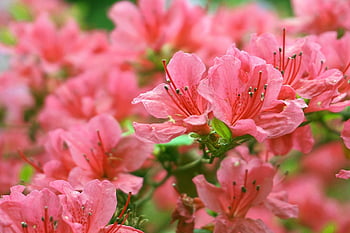 rododendron, květinové tapety, azalka, krásné květiny, květiny, růžové květy, jaro, zahrada, Příroda, flóra, kvetoucí