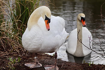labutě, labuť pár, vodní ptáci, mute swan, rybník, cygnus olor, kachní pták, ptáků, bílé labutě, pták, jezero