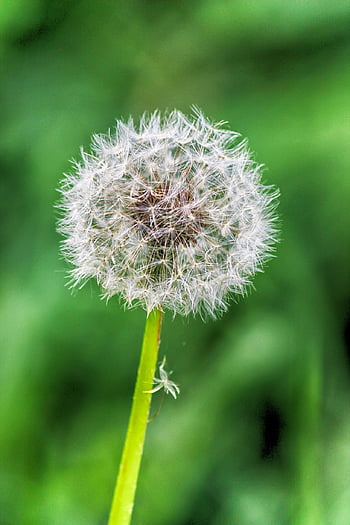 dandelion, seed, dandelion-in-seeds, flower, flower Wallpaper, nature, spring, flower Background, plants, seeds, wind