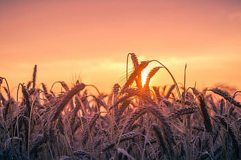 tramonto, ora d'oro, campo di grano, maturando il grano, calda luce, tramonto vibrante, paesaggio agricolo, bellezza naturale, scena rurale, vista sulla campagna