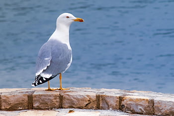 uccello, gabbiano, ornitologia, specie, fauna, aviaria, natura, animale, piume, oceano, acqua