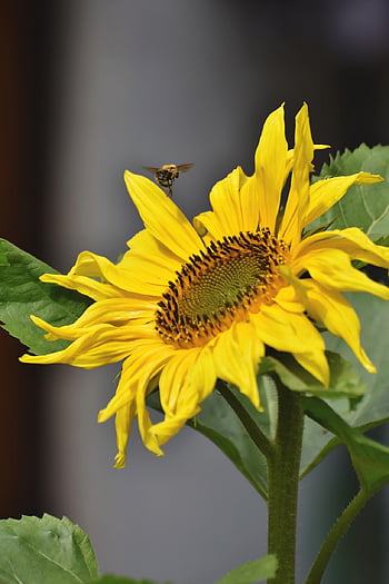 sunflower, bee, pollination, blossom, bloom, yellow Flower, flora, entomology, floriculture, horticulture, botany