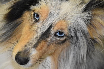 dog, female Dog, dog Portrait, shetland Sheepdog, dog Pure Breed, bitch Nobility Blue, pet, dog Blue Eyes, nature, muzzle End, mammal