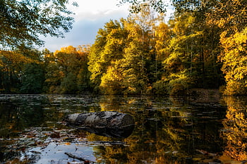trees, leaves, lake, log, water, foliage, reflection, autumn