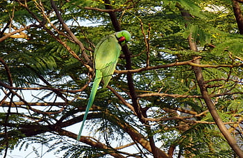 pták, andulka, Příroda, zelená, tropický, Papoušek, fauna, růže-kroužil papoušek, psittacula krameri, prsten-hrdlem papoušek, rajasthan