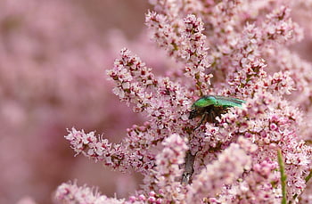 tamaris, květiny, chránič, Golden Chafer, plné hd tapetu, cetonia, cetonia aurata, příroda tapety, květinové tapety, růžový, cool pozadí
