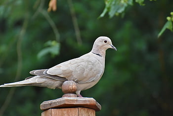 bird, dove, ornithology, species, fauna, avian, wildlife, beak, animal, foraging, plumage