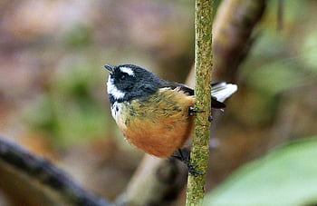 perched bird wildlife, beak, birdwatching, branch, close-up, colorful, eye, feathers, forest, habitat, natural